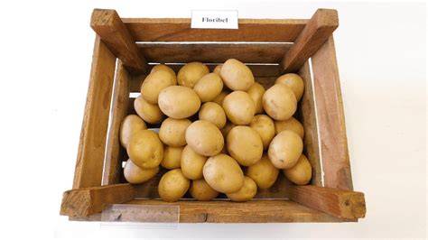 pomme de terre locale (kg) pomme de terre locale (kg)