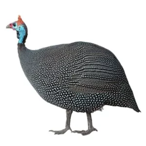pintade