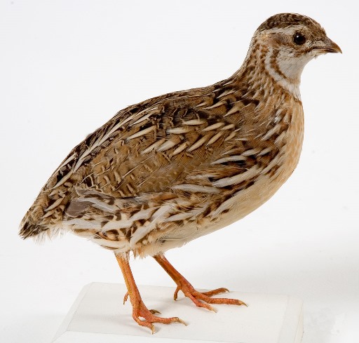 auto draft auto draft